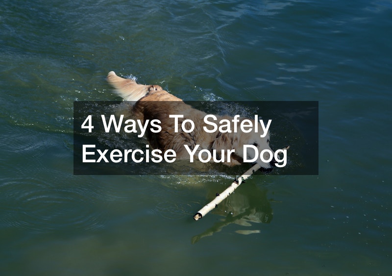 recommended exercise for dogs