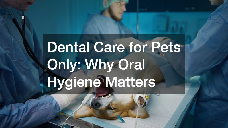 Dental Care for Pets Only  Why Oral Hygiene Matters